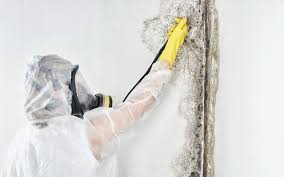 Mold Documentation for Insurance Claims in Ridge, NY